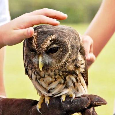 Roma Lazio: Private Greifvogel-Show auch für Kinder