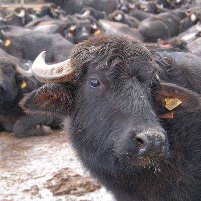 Fachreisen Caserta Bueffelzucht Viptrip