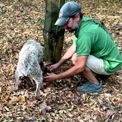 Piemont Trueffelsuche Mit Hund Viptrip