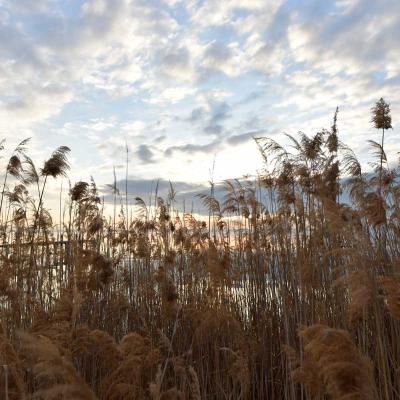 Gardasee Abenddaemmerung Schilf Italien 3