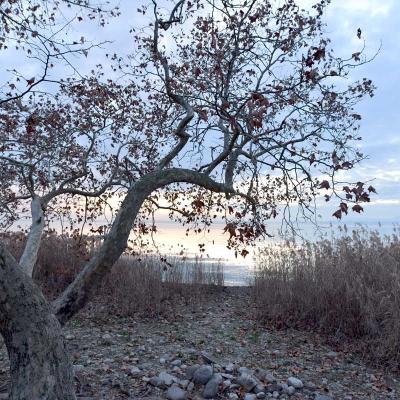 Stransabschnitt am Gardasee mit Bäumen und Schilf