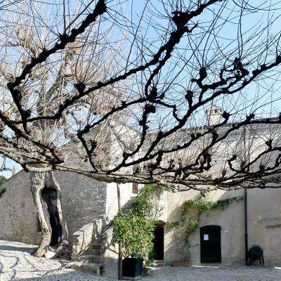 Majestätischer Baum (Gardasee/Italien)