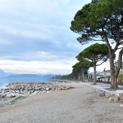 Pinienallee am Gardasee (Italien)